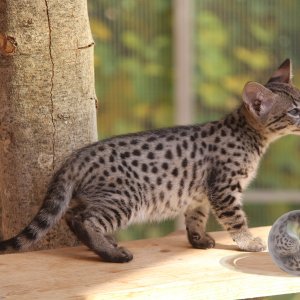 Bengalkatze IMG_2057.jpg