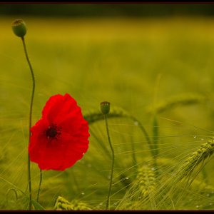 Klatschmohn