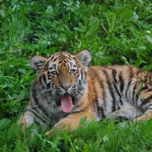 Duisburger Zoo Nachwuchs