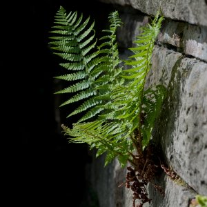 Der Farn wächst überall