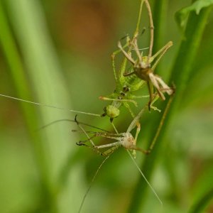 Häutung einer Schrecke.jpg