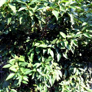 Gebüsch Detailaufnahme.