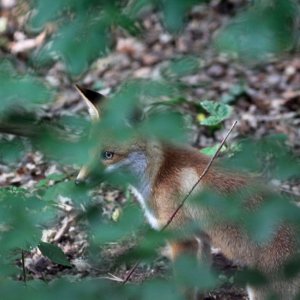 IJunger Fuchs in freier Wildbahn.jpg
