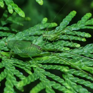 Nymphe u. Schrecke.JPG