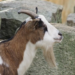 Ziegenportrait.jpeg