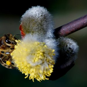 Carl Zeiss Jena 3,5 135mm (2).JPG