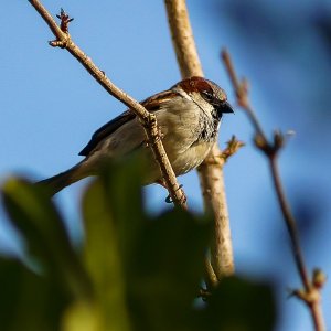 Carl Zeiss Jena 3,5 135mm (1).jpg