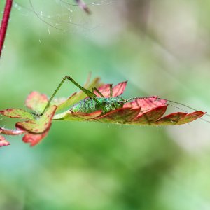 Canon 7D Sigma Macro 90  2.8.jpg
