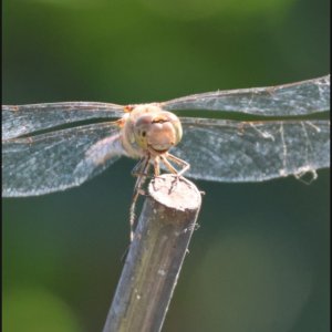 Screenshot_20240827_151615_Camera Connect.jpg