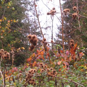 stacheliges Oktoberende (red.)