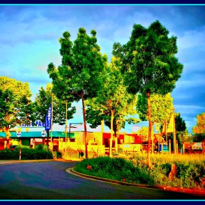 Bäumchen im leichten Wind (2).jpg