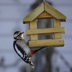 Specht BuntspechtSpecht24.02.25-sharpen-denoise-crop.jpeg