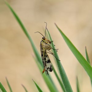 Skorpionsfliege Weiblich