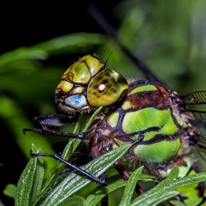 Blaugrüne Mosaikjungfer.jpg