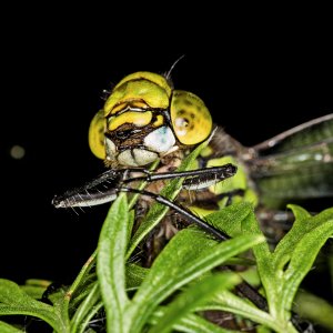 grüne Mosaikjungfer