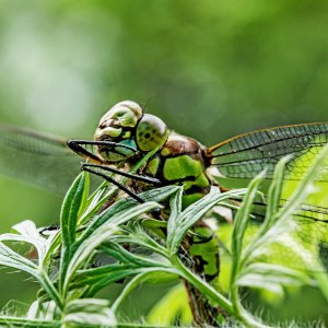 grüne Mosaikjungfer