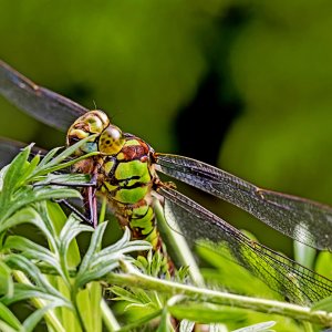 grüne Mosaikjungfer.jpg