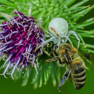 Krabbenspinne beim Beutefang