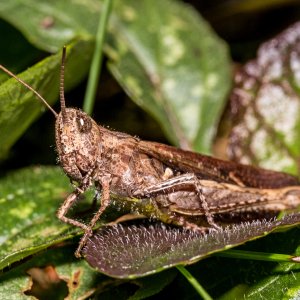 Brauner Grashüpfer.jpg