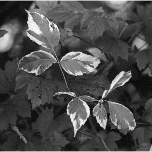 20250817 Freimersheim (26) - 1MB.jpg