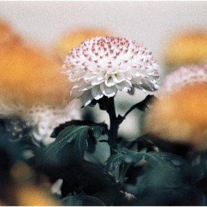 20250727 (19) - 1MB.jpg