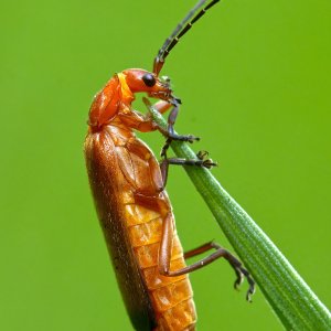 Roter Weichkäfer.jpg