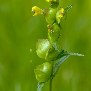 Großer Klappertopf.jpg