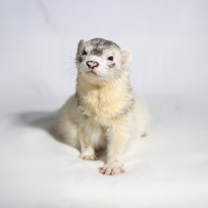 Frettchen - Harry :)