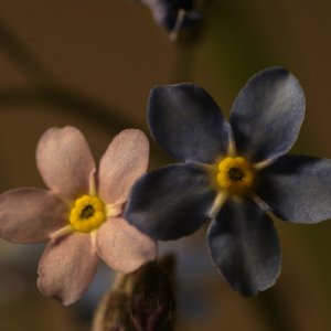 Makro Tamron 90mm Macro & Soligor 2x Telekonverter