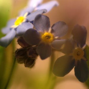 Makro Tamron 90mm Macro & Soligor 2x Telekonverter