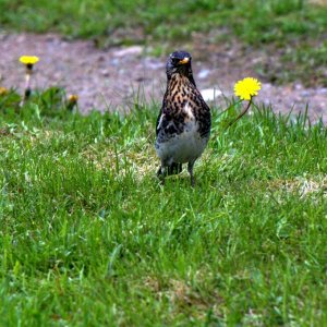 Wacholderdrossel mit Jungvogel