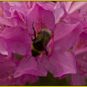 fleisige Hummel bei der Arbeit