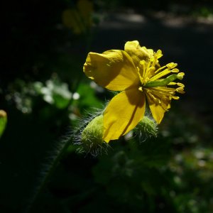 Büte in der Morgensonne