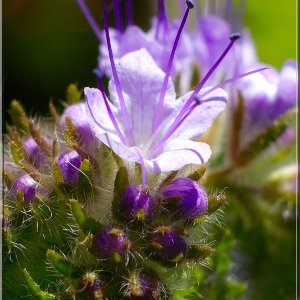 Manueller Spieltrieb