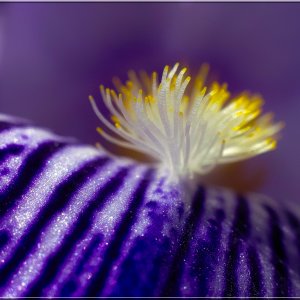 Manueller Spieltrieb