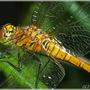 Libelle etwas näher betrachtet....