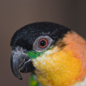 Hallo! ich bin Fritz ein Grünzügelpapagei