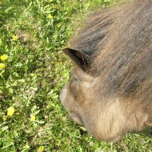 Gráma vom Mehrbachtal - mein Pferd.
