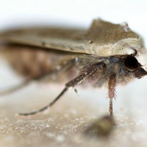 Monster - " Motte " oder Schwärmer