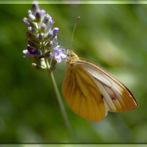 Leben im Lavendel ...