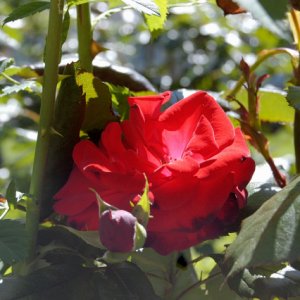 Noch ein paar weitere hübsche Blumen