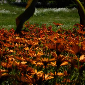 Noch ein paar weitere hübsche Blumen