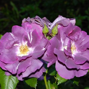 Noch ein paar weitere hübsche Blumen