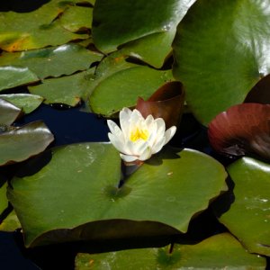 Noch ein paar weitere hübsche Blumen
