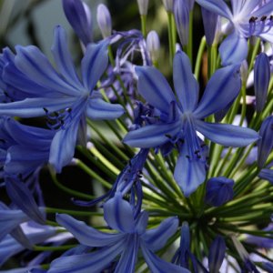 Noch ein paar weitere hübsche Blumen