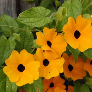 Noch ein paar weitere hübsche Blumen