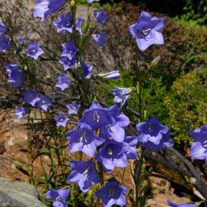 Noch ein paar weitere hübsche Blumen