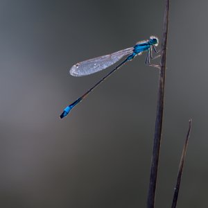 Libelle im abendlichen Gegenlicht