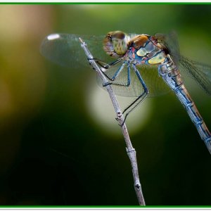 Geneine Heidelibelle ....