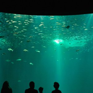 Ozeaneum Stralsund